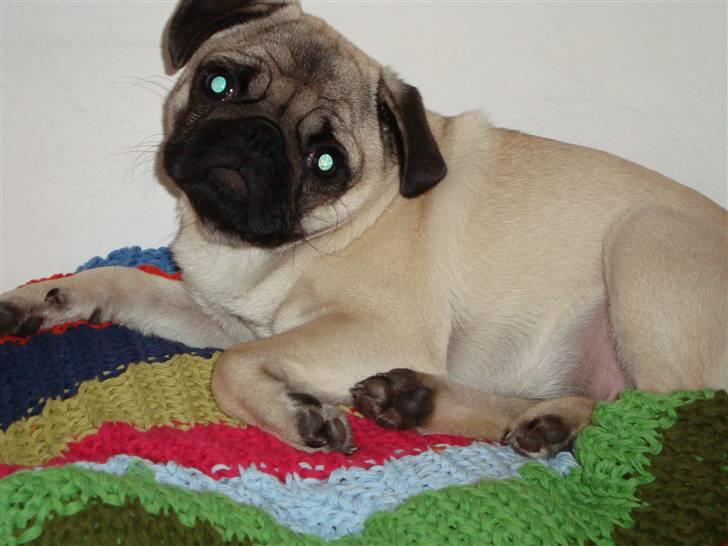 Mops Olga - Tykke basse! billede 1