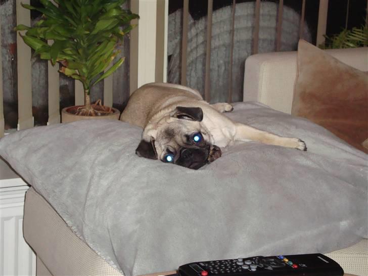 Mops Olga - Olga er blevet helt god til at posere;-) billede 4