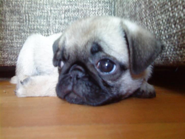 Mops Olga - smukke hund! billede 5