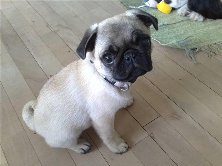 Mops Olga - Flotte olga.. billede 8