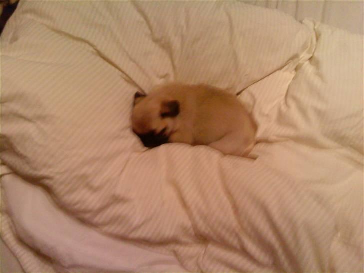 Mops Olga - Den lille hund bliver helt væk i den store dyne.. billede 9