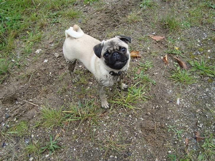 Mops Olga - Olga med en masse mudder. "Mudrede hunde leger bedst" billede 10