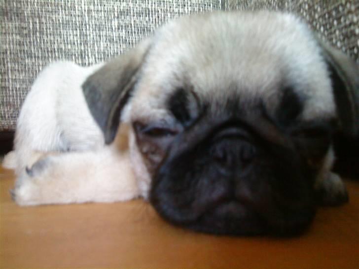 Mops Olga billede 11