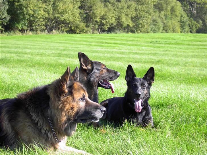 Schæferhund Ezra *RIP* - Mine tre hunde, - Pluto, den langhårede, passede jeg dog kun dagligt i en årrække, mens hans "far" var på arbj. billede 9
