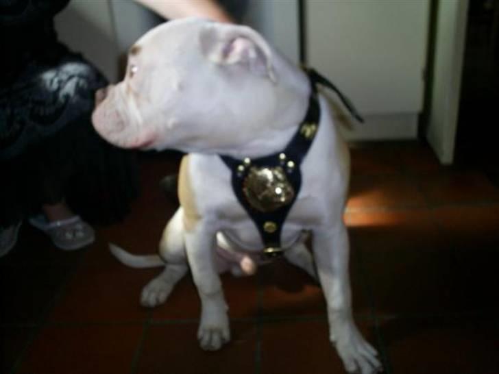 Amerikansk bulldog Freak billede 17