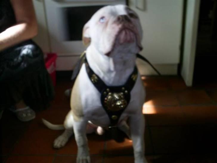 Amerikansk bulldog Freak - ser jeg ikke godt ud  billede 18