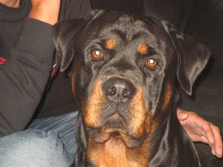 Rottweiler Max billede 1