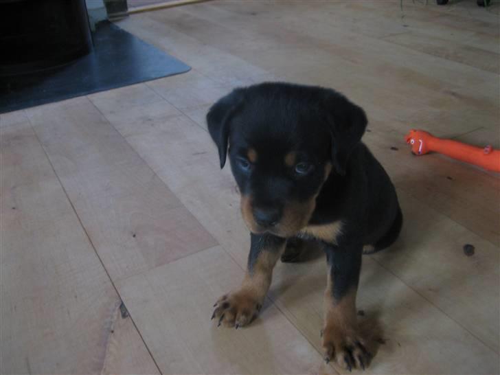 Rottweiler Max billede 2