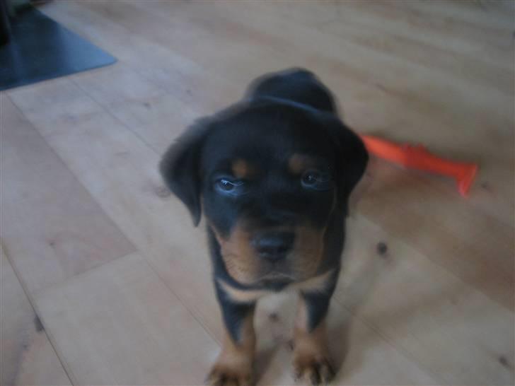 Rottweiler Max billede 3