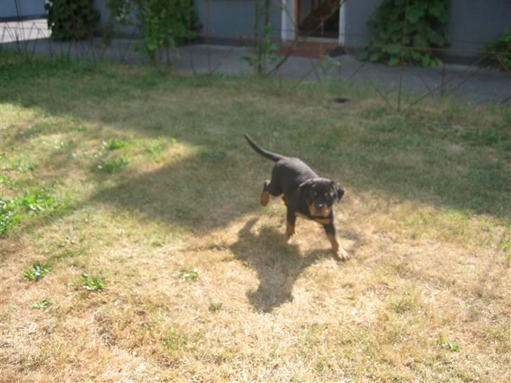Rottweiler Max billede 4