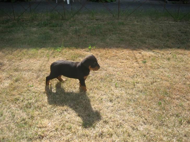 Rottweiler Max billede 5