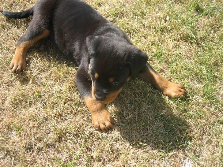 Rottweiler Max billede 6