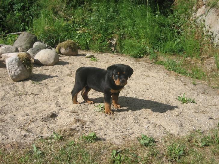 Rottweiler Max billede 7