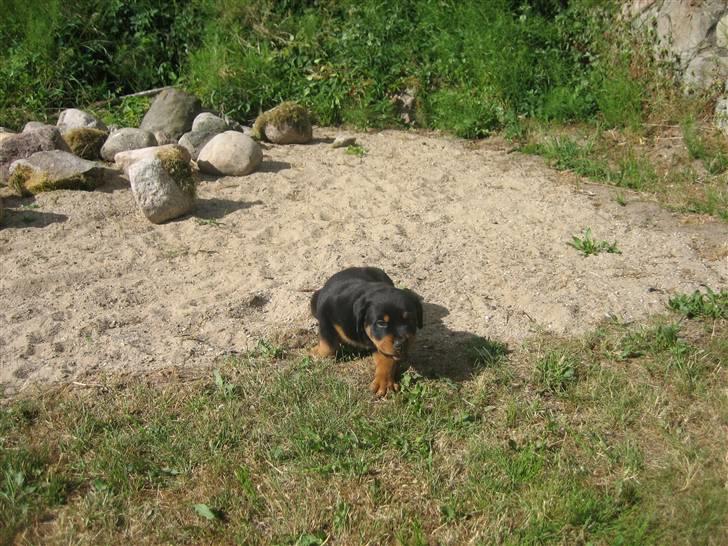 Rottweiler Max billede 8