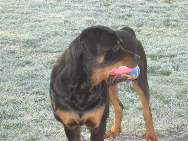 Rottweiler Max billede 9