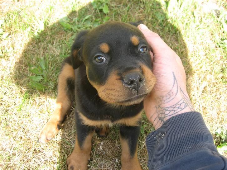 Rottweiler Max billede 10