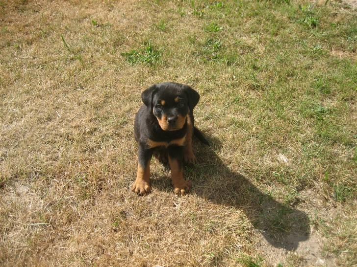 Rottweiler Max billede 11