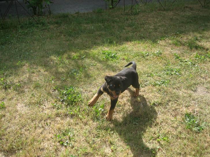 Rottweiler Max billede 12