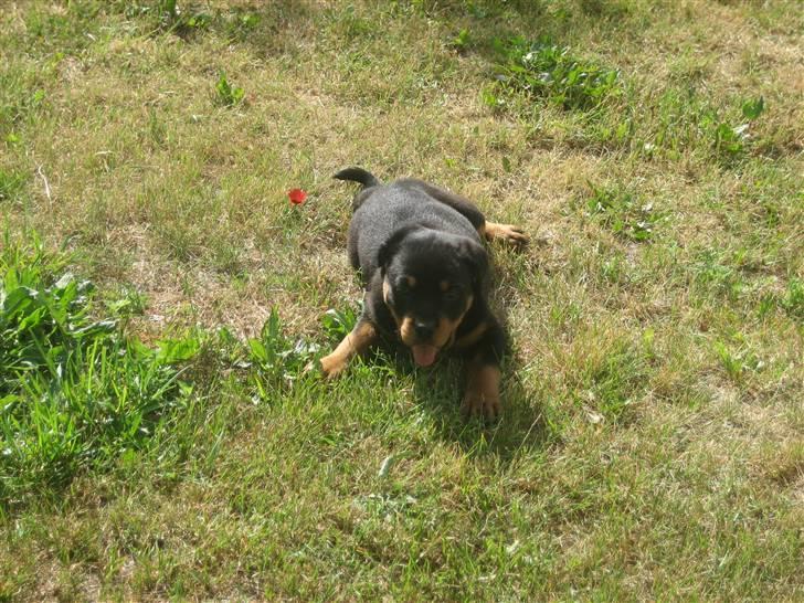 Rottweiler Max billede 13