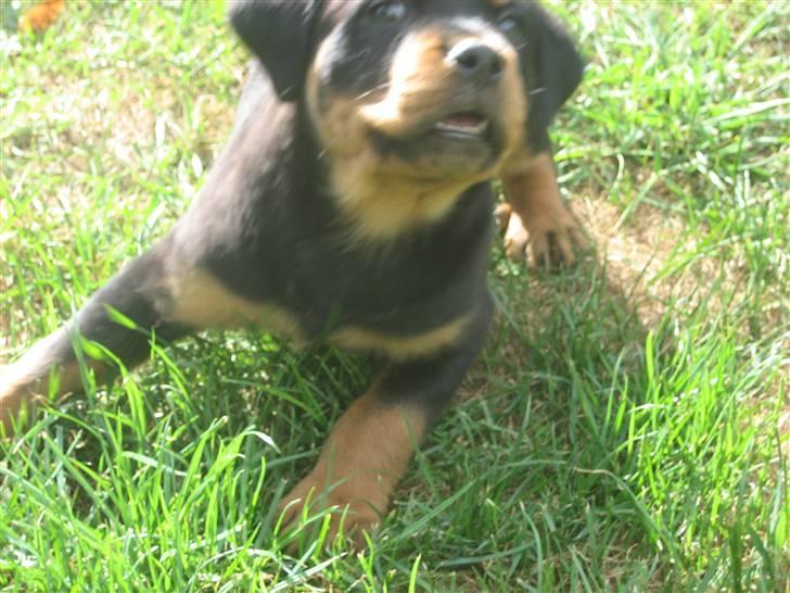 Rottweiler Max billede 14