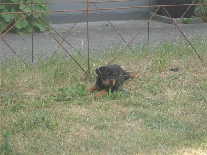 Rottweiler Max billede 15