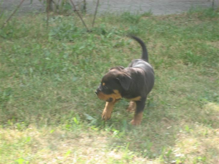 Rottweiler Max billede 16