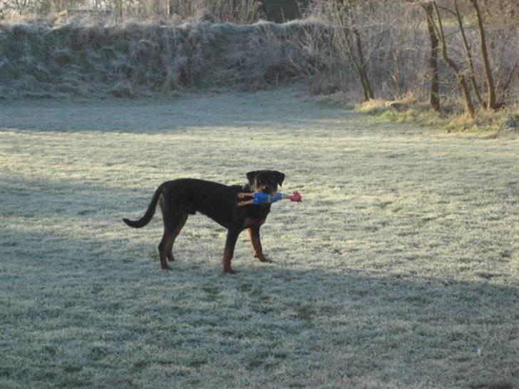 Rottweiler Max billede 17