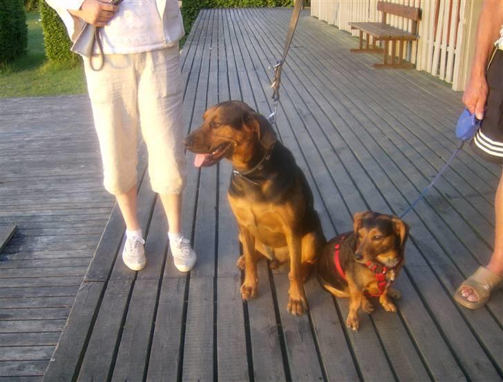 Blanding af racer ozzy billede 9