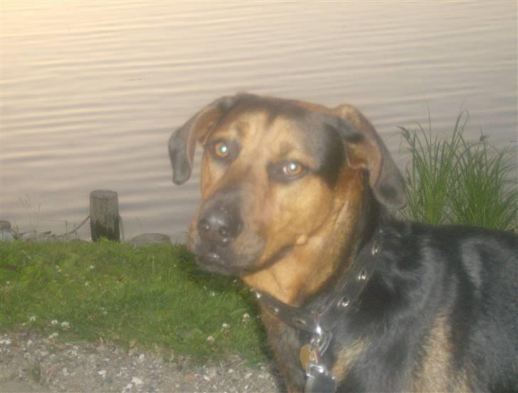 Blanding af racer ozzy billede 10