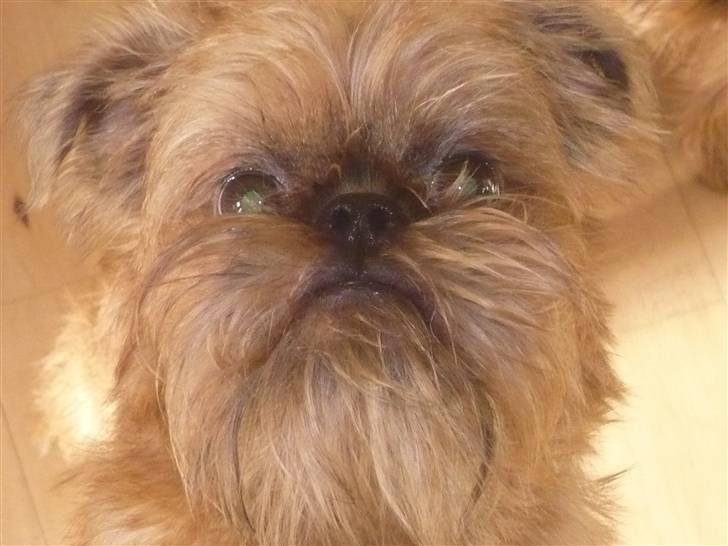 Griffon bruxellois Abu - Abu 9 uger gammel billede 1