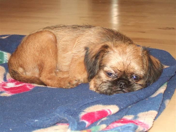 Griffon bruxellois Abu - 9 uger gammel billede 2