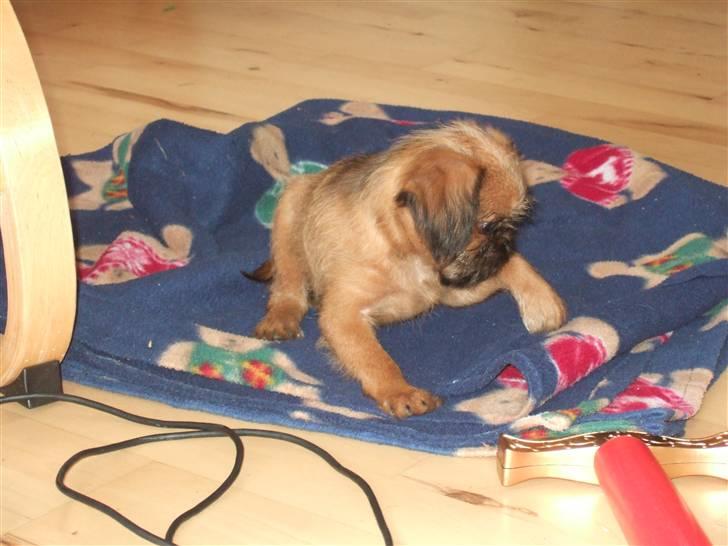 Griffon bruxellois Abu - 9 uger gammel billede 3