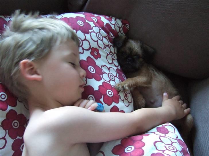 Griffon bruxellois Abu - 9 uger gammel billede 4