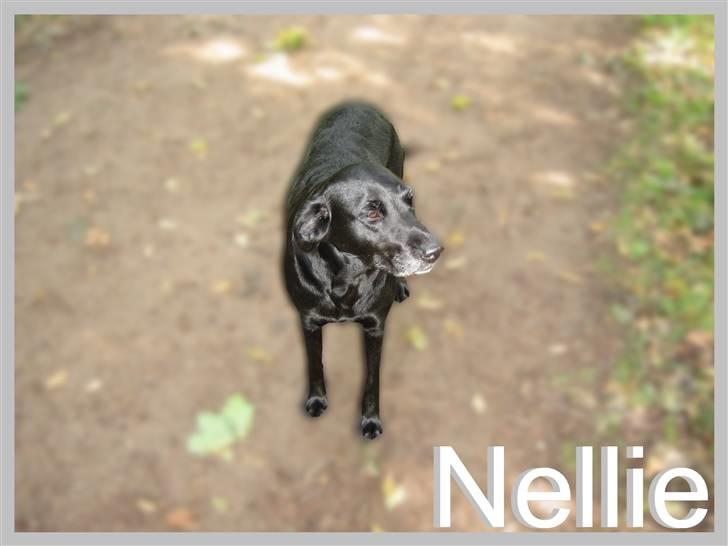 Labrador retriever Nellie - velkommen til nellie´s profil:D billede 1
