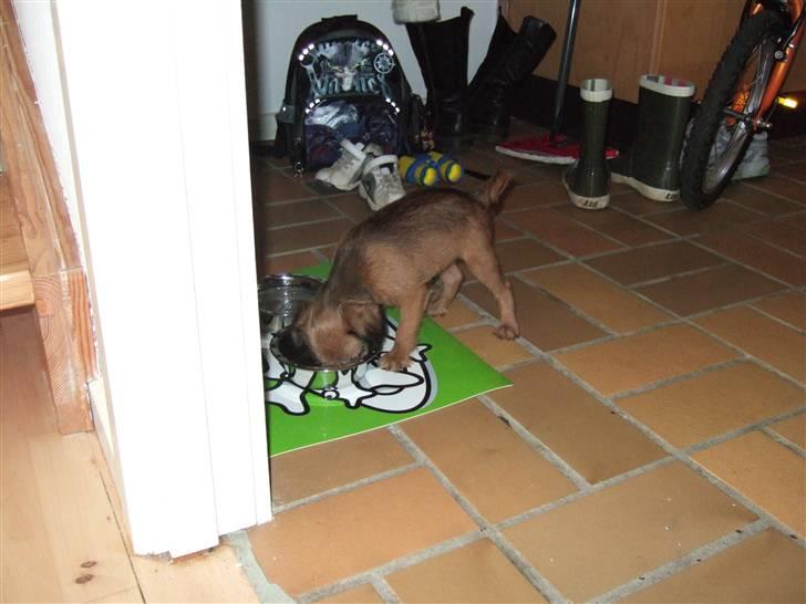 Griffon bruxellois Abu - 9 uger gammel billede 5