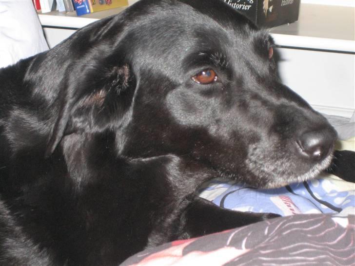 Labrador retriever Nellie - hi hi er hun ikke dejlig billede 2