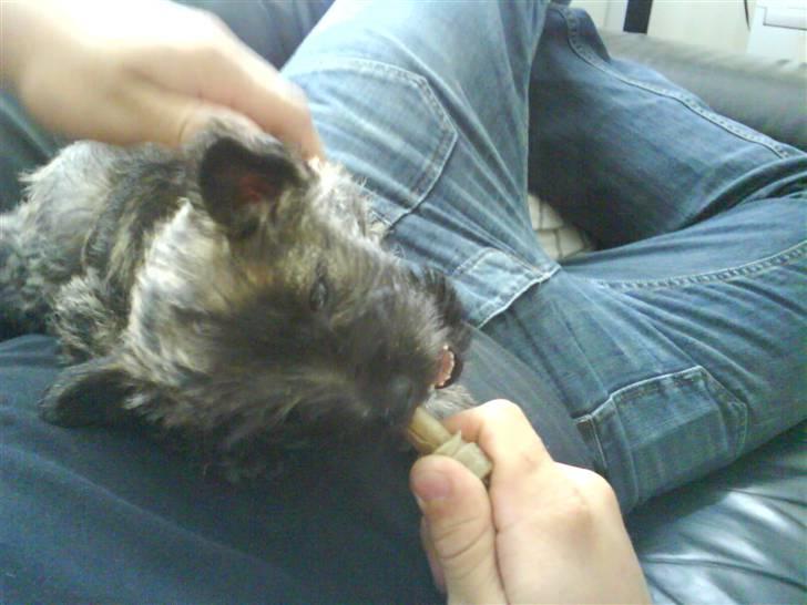 Cairn terrier Liva billede 3