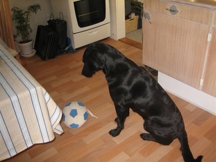 Labrador retriever sillle - se mig er jeg ikke fin:D billede 4