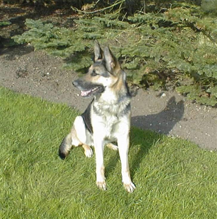 Schæferhund Nikki billede 1