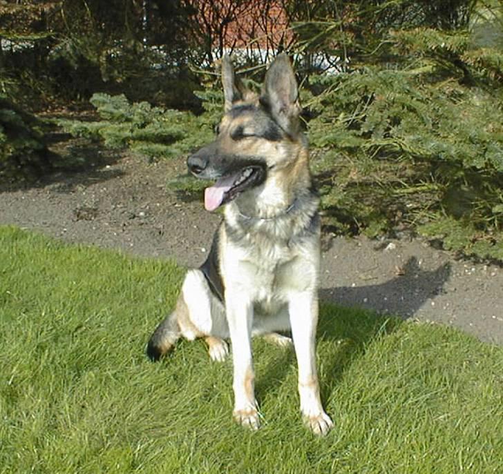 Schæferhund Nikki billede 2