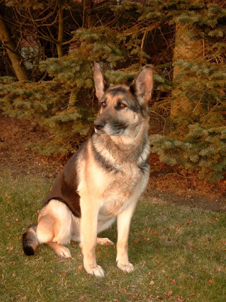 Schæferhund Nikki billede 3