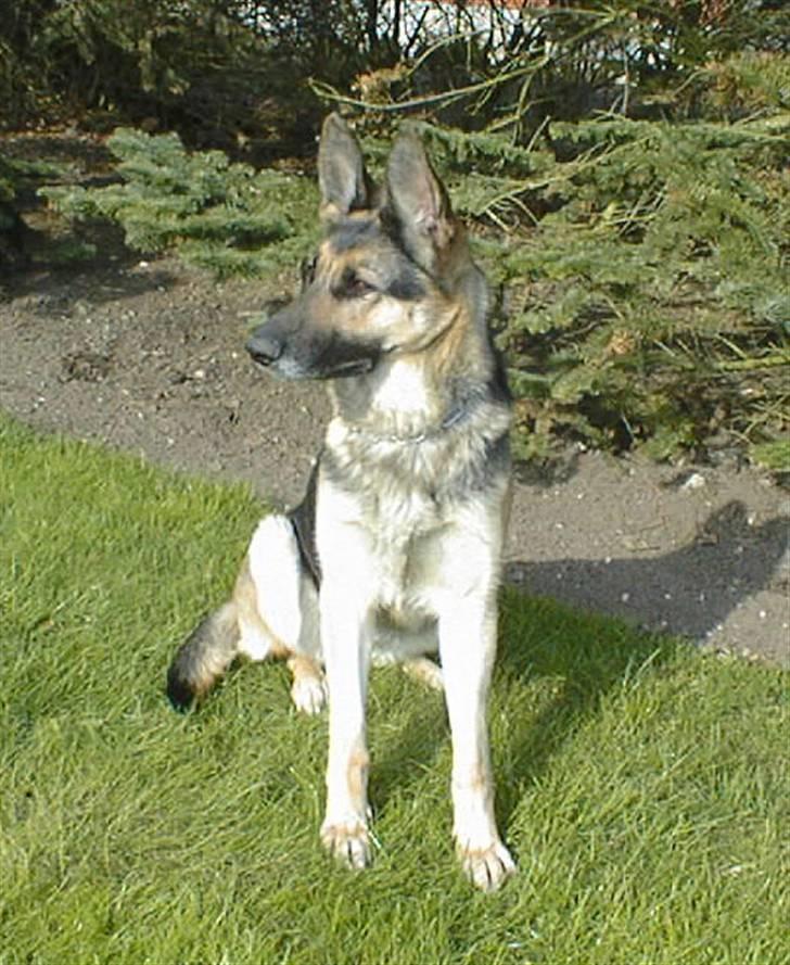 Schæferhund Nikki billede 4