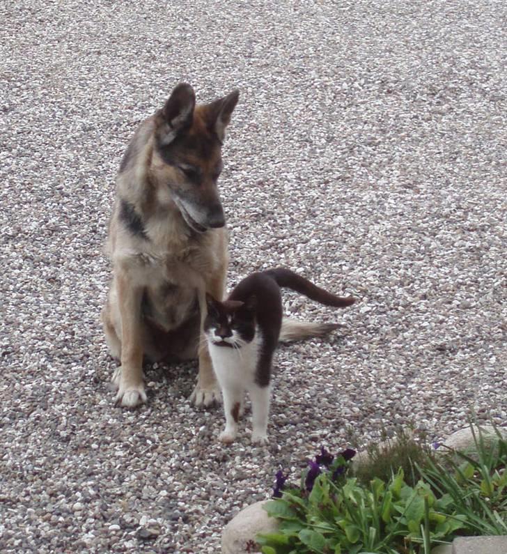 Schæferhund Nikki billede 5