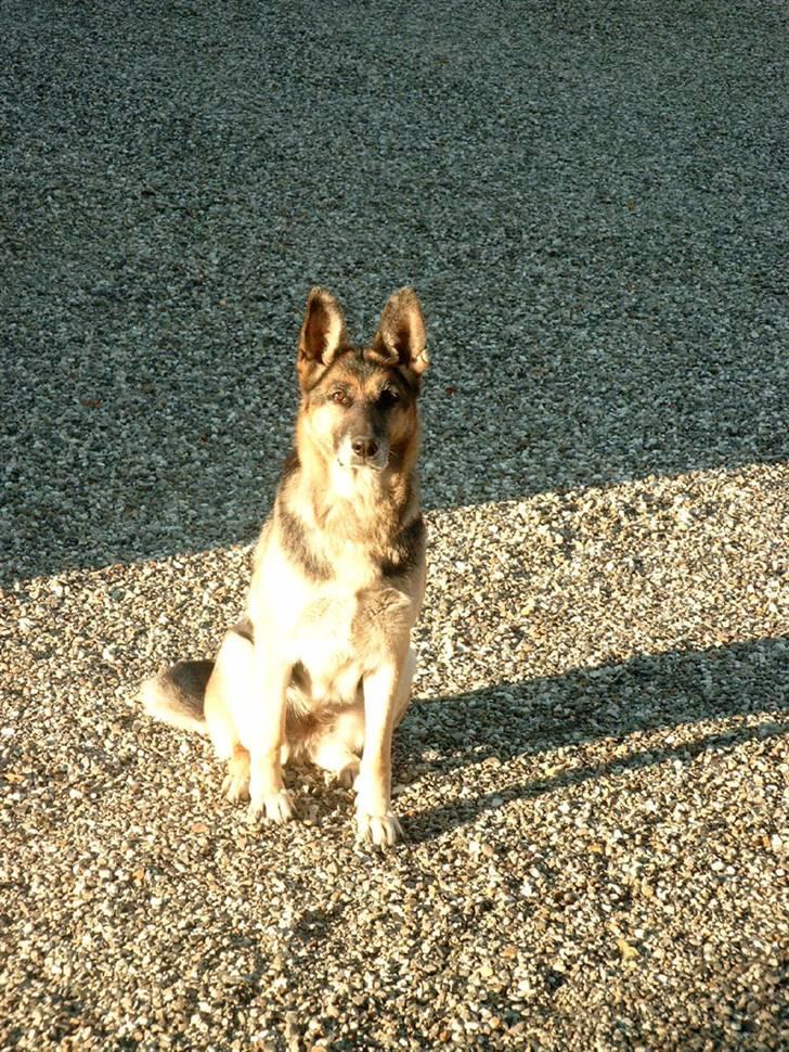 Schæferhund Nikki billede 6