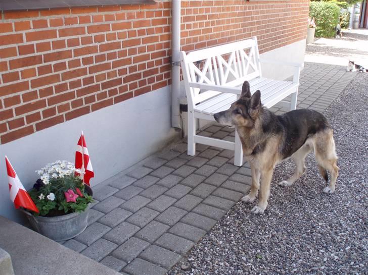 Schæferhund Nikki billede 7
