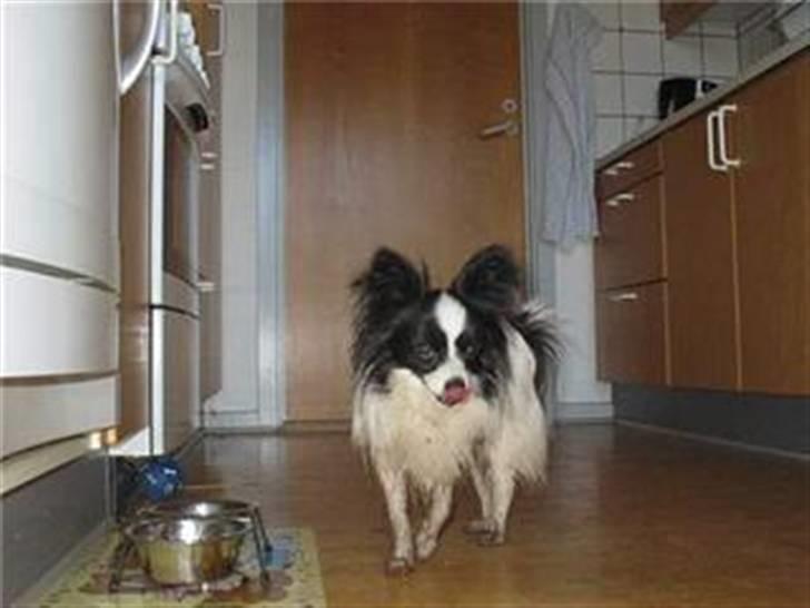 Papillon mikey billede 18