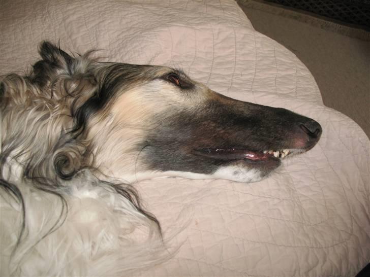 Borzoi Darwin billede 1