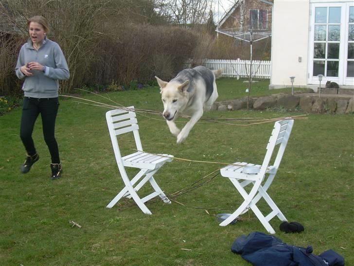 Blanding af racer Zacho..  billede 20