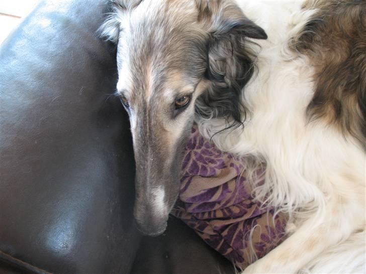 Borzoi Darwin billede 2