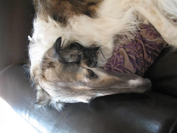 Borzoi Darwin billede 3